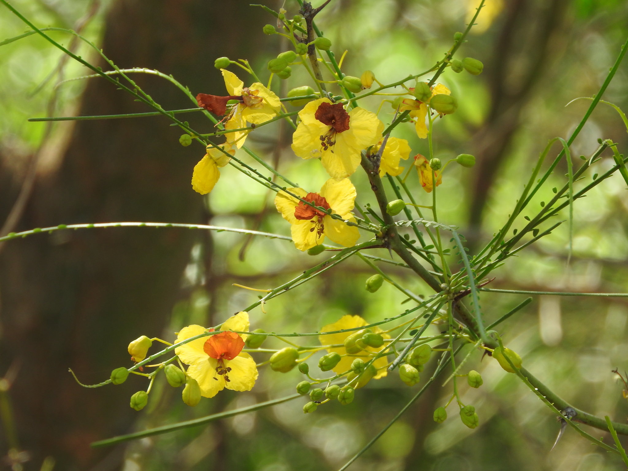 Parkinsonia aculeata